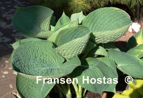 Hosta Abiqua Drinking Gourd